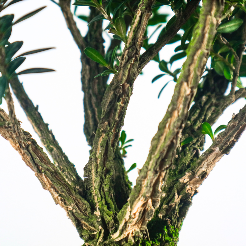 Buxus Harlandii Bonsai 黄杨