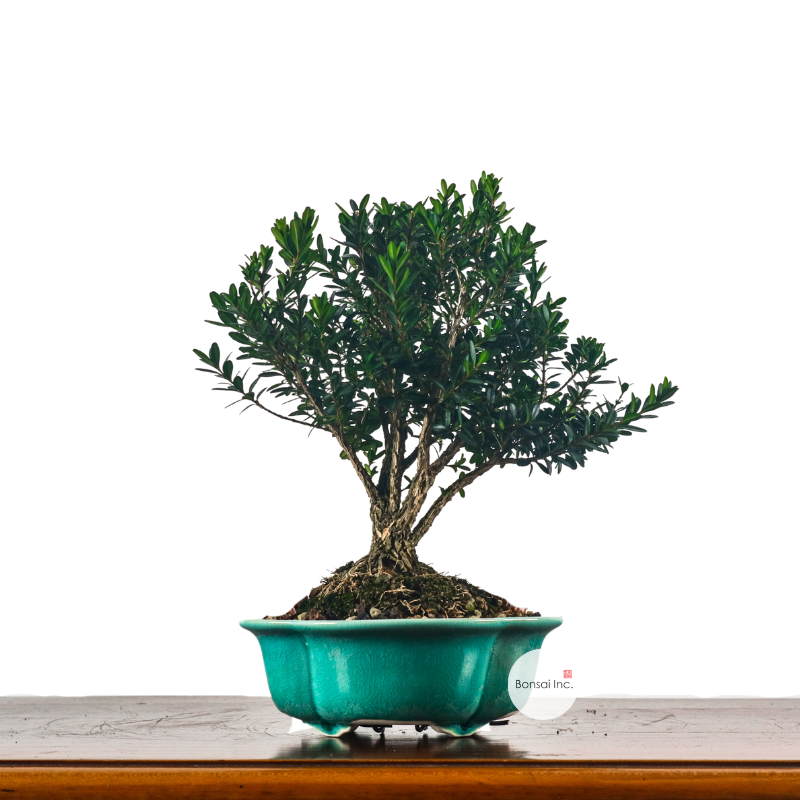 Buxus Harlandii Bonsai 黄杨