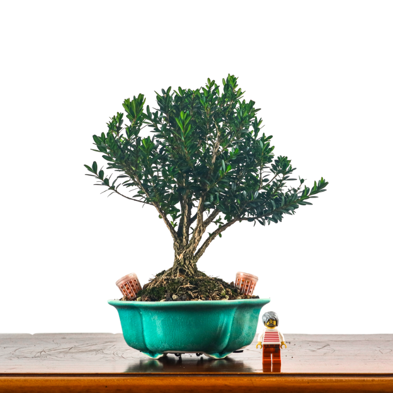 Buxus Harlandii Bonsai 黄杨
