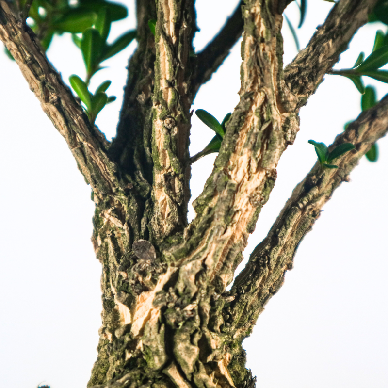 Buxus Harlandii Bonsai 黄杨