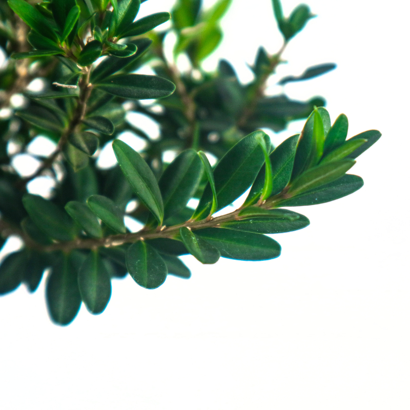 Buxus Harlandii Bonsai 黄杨