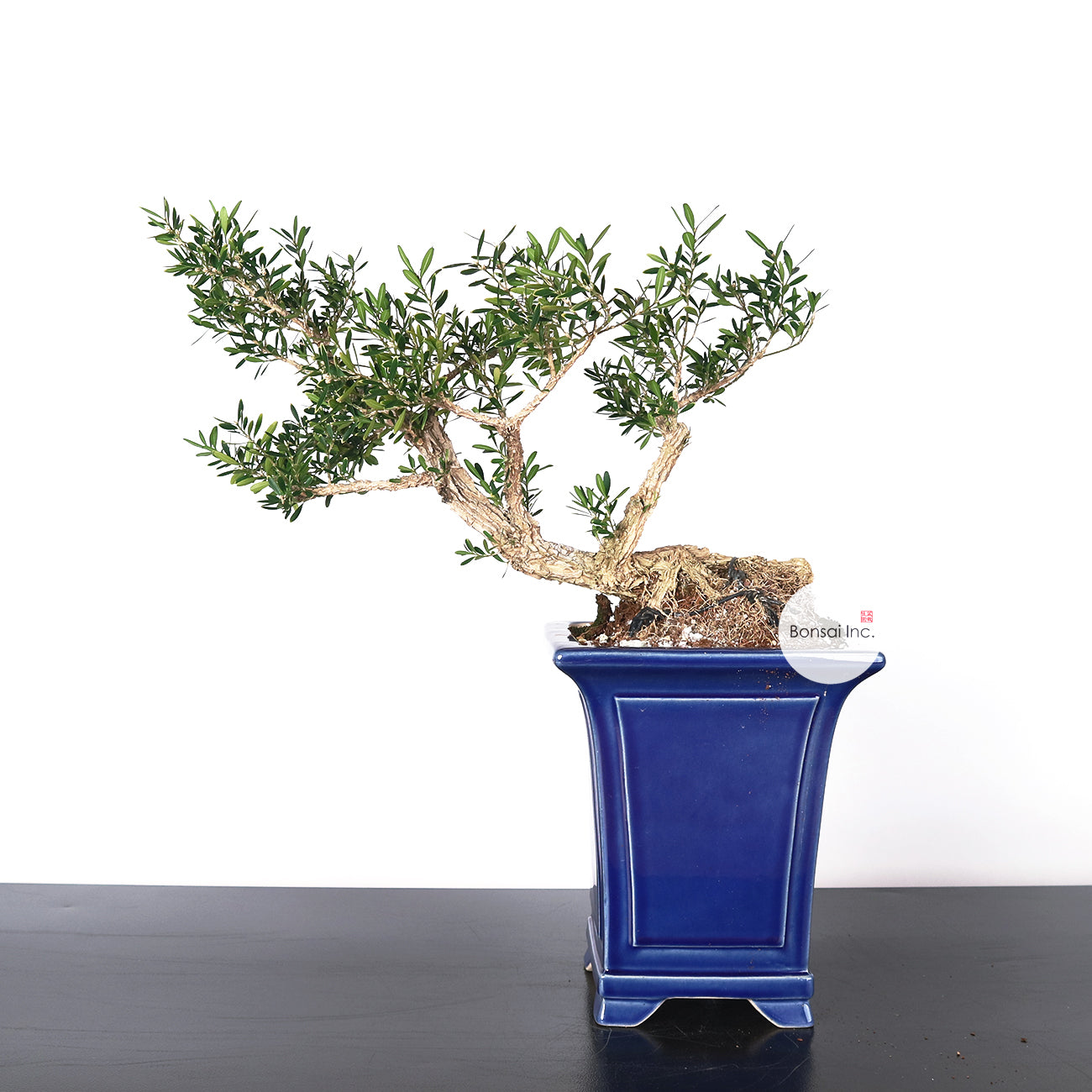 Buxus Harlandii Bonsai 黄杨