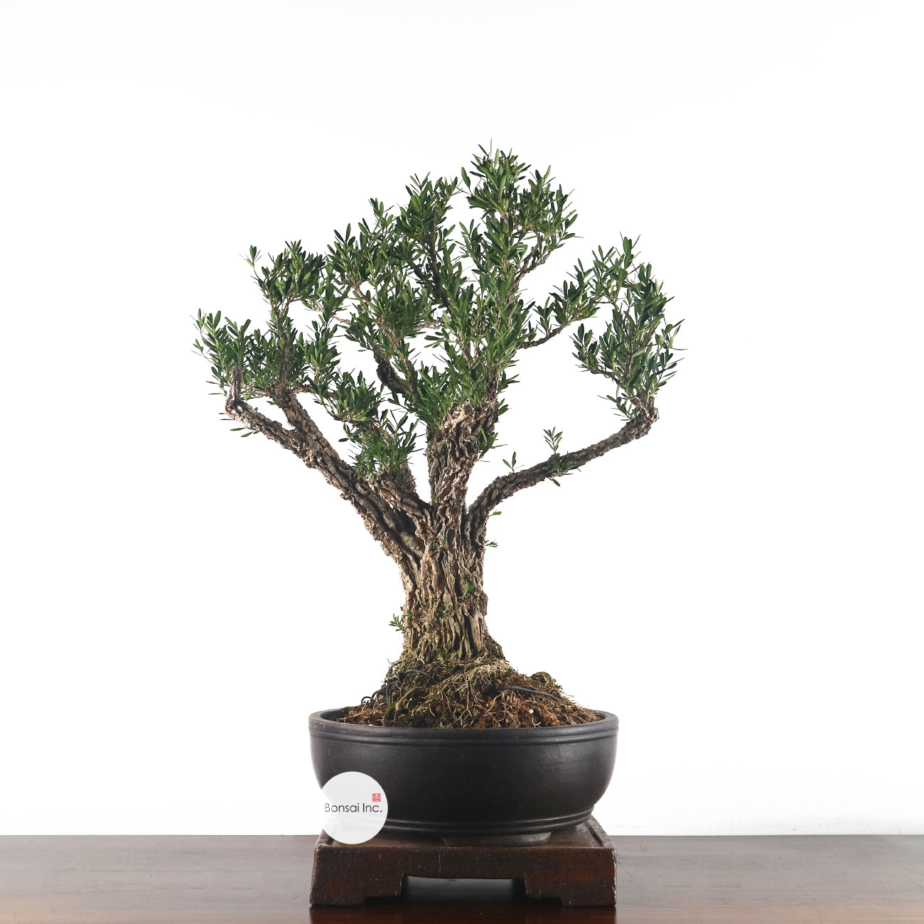 Buxus Harlandii Bonsai 黄杨