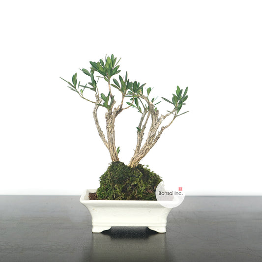 Buxus Harlandii Bonsai 黄杨