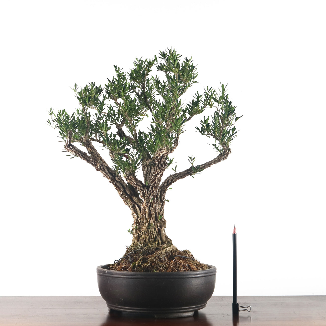 Buxus Harlandii Bonsai 黄杨