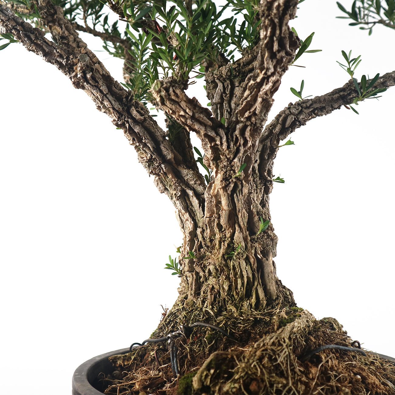 Buxus Harlandii Bonsai 黄杨