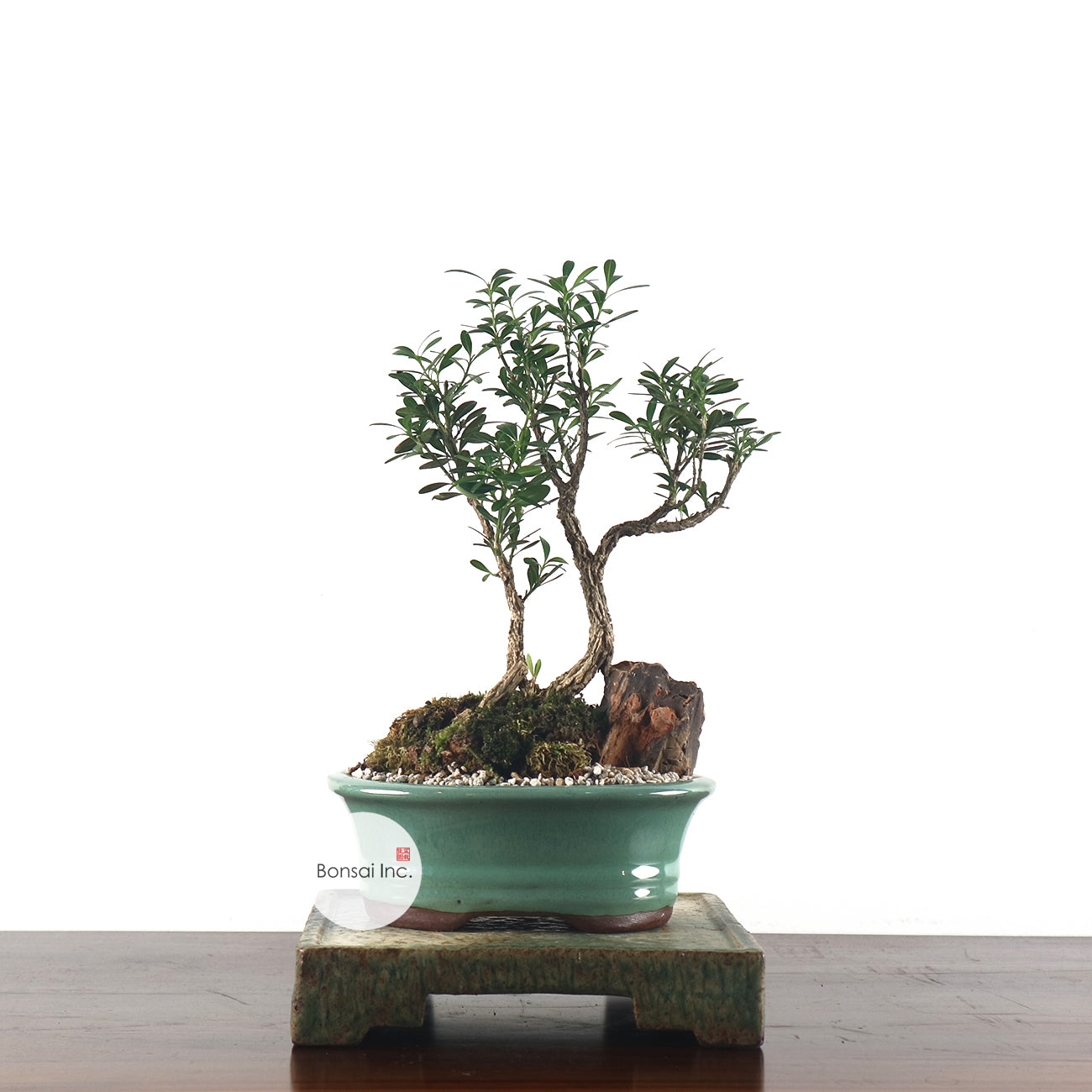 Buxus Harlandii Bonsai 黄杨