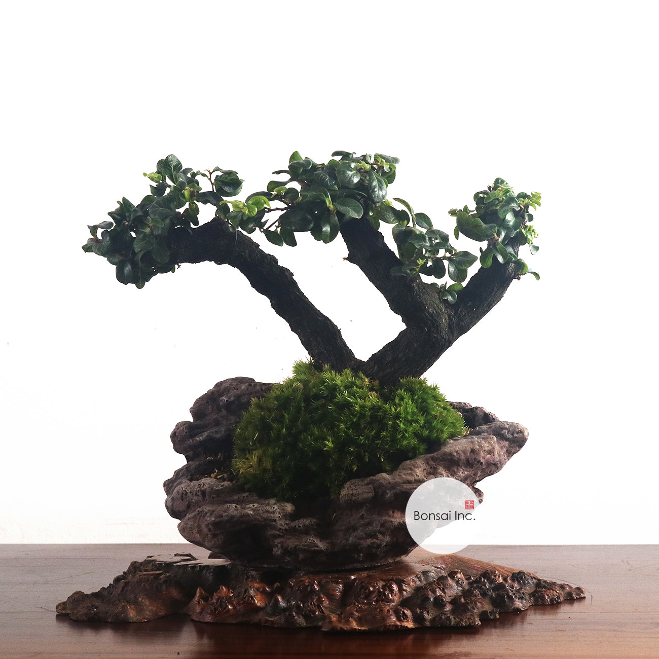 Ebony Blackwood Bonsai 黑金木