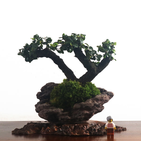 Ebony Blackwood Bonsai 黑金木