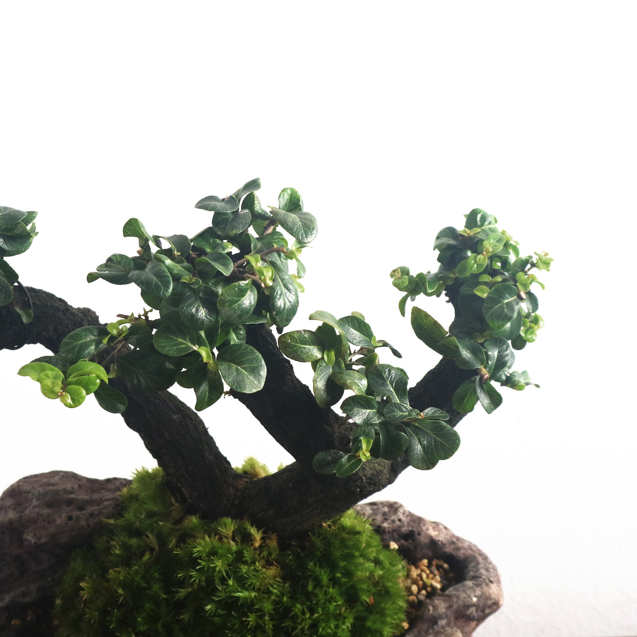 Ebony Blackwood Bonsai 黑金木