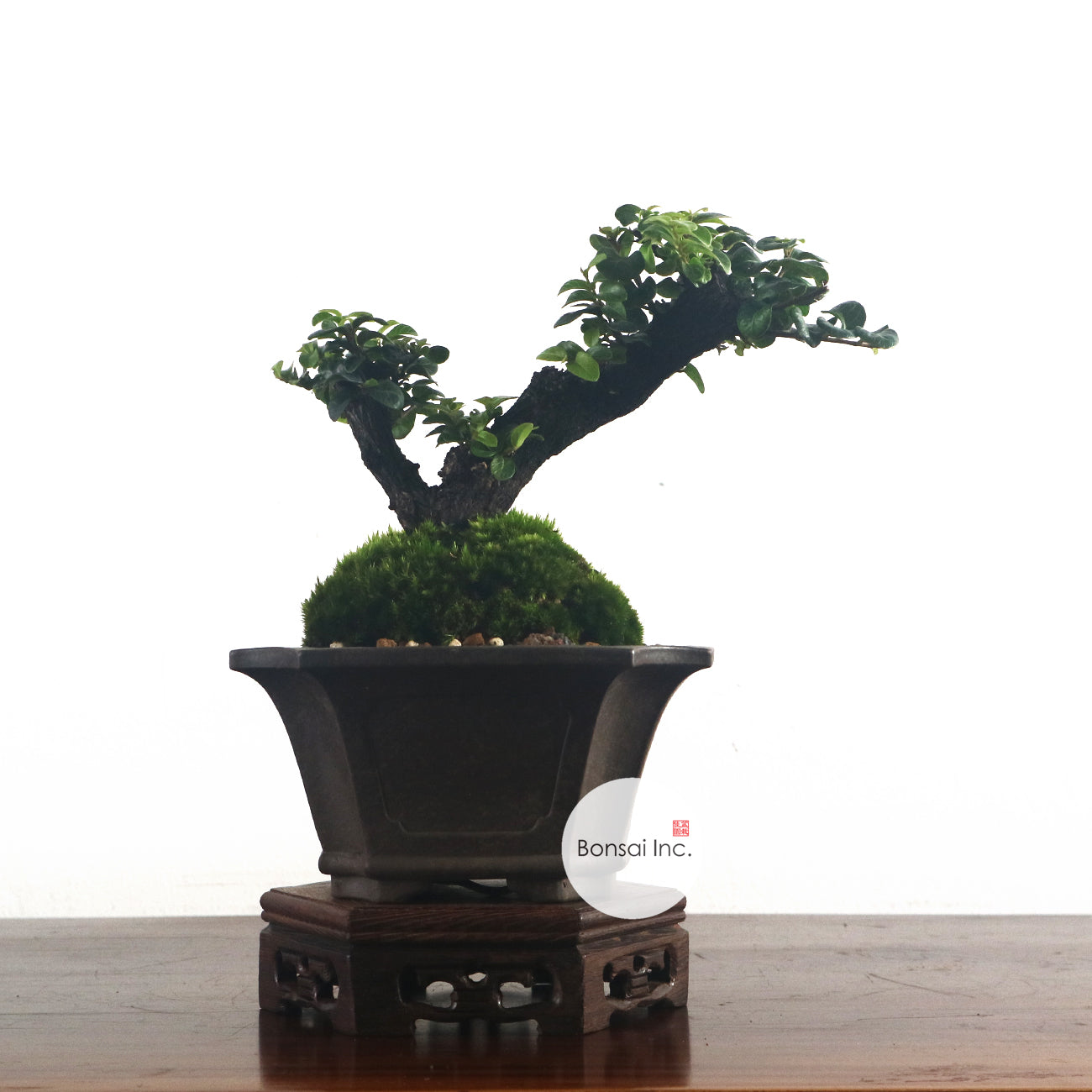 Shohin (Medium) Bonsai