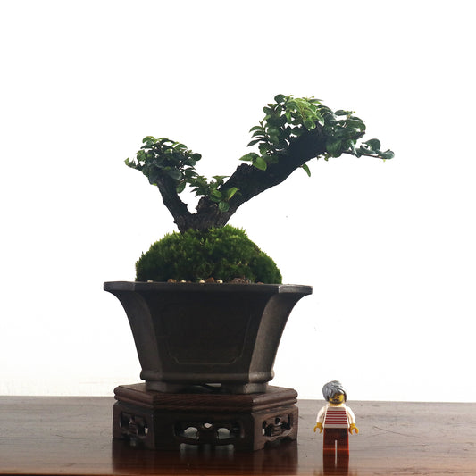 Ebony Blackwood Bonsai 黑金木