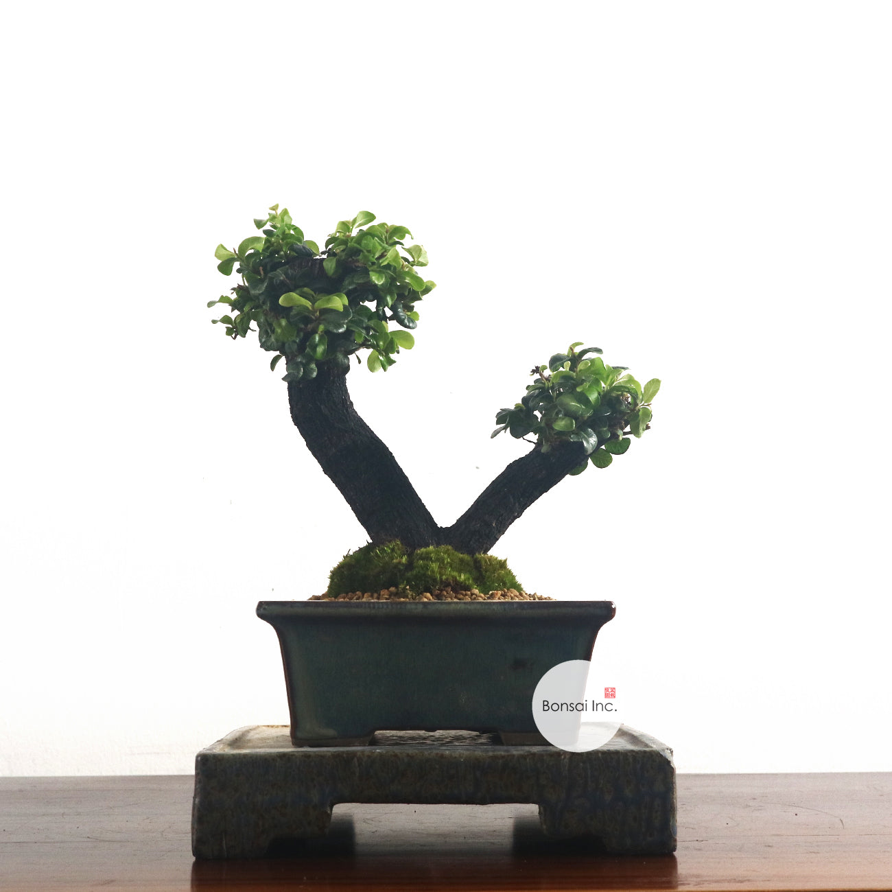 Ebony Blackwood Bonsai 黑金木