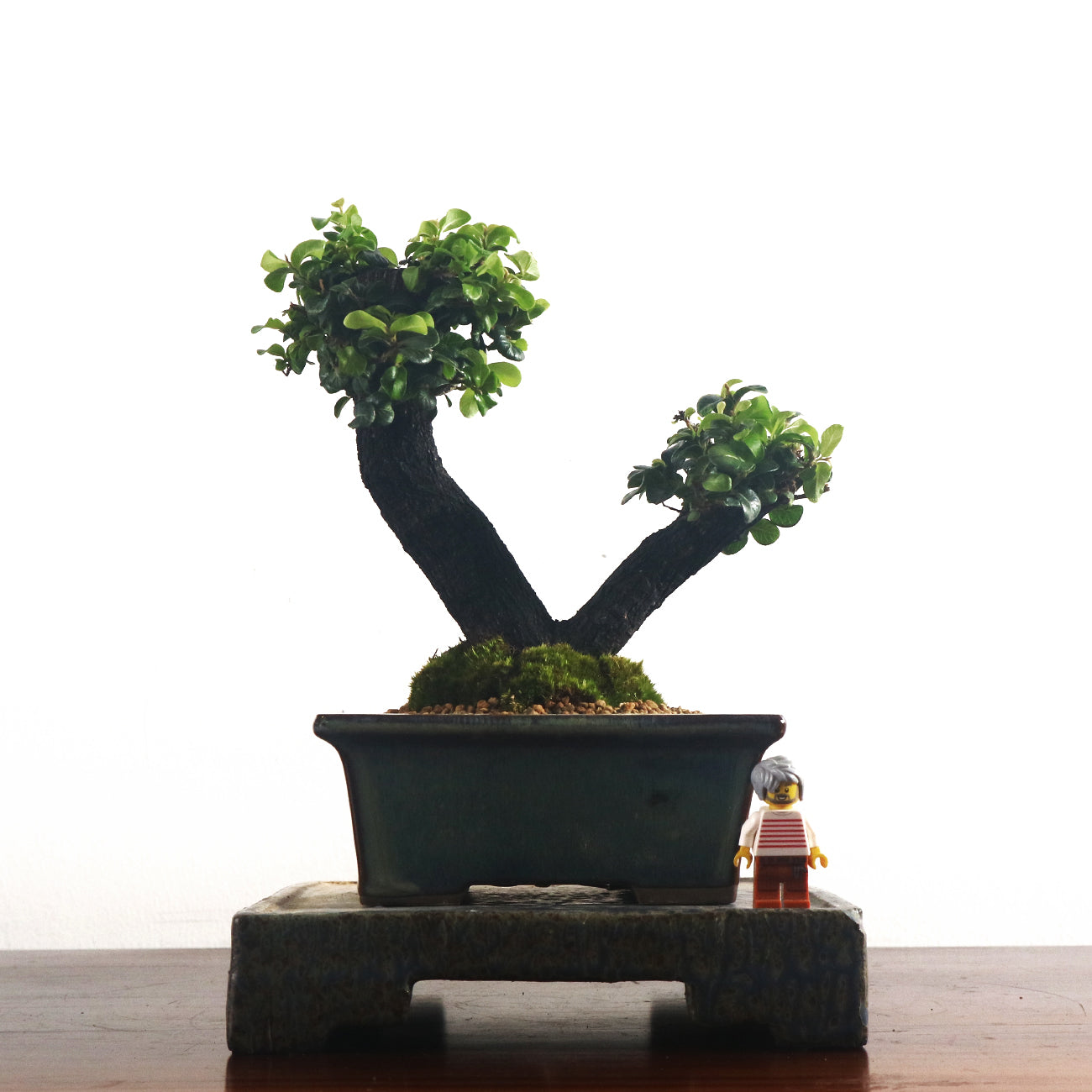 Ebony Blackwood Bonsai 黑金木