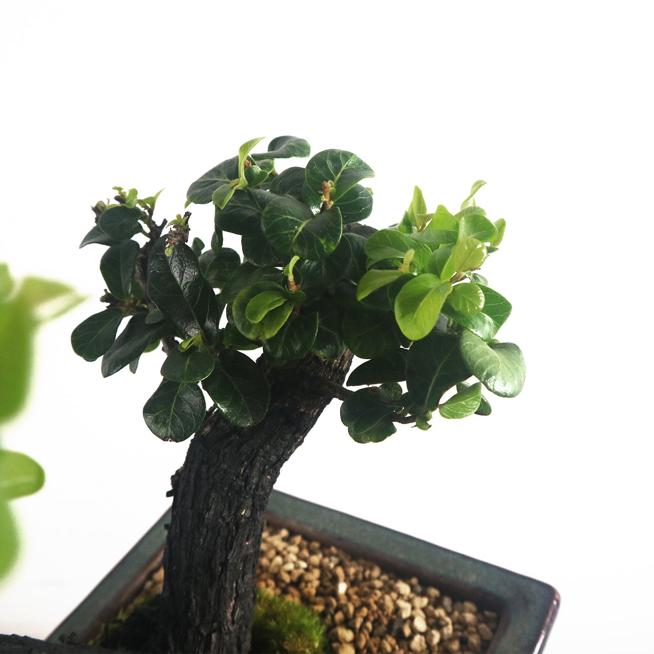 Ebony Blackwood Bonsai 黑金木