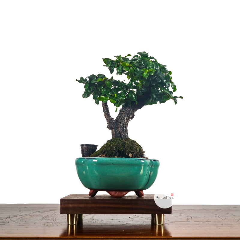 Ebony Blackwood Bonsai 黑金木