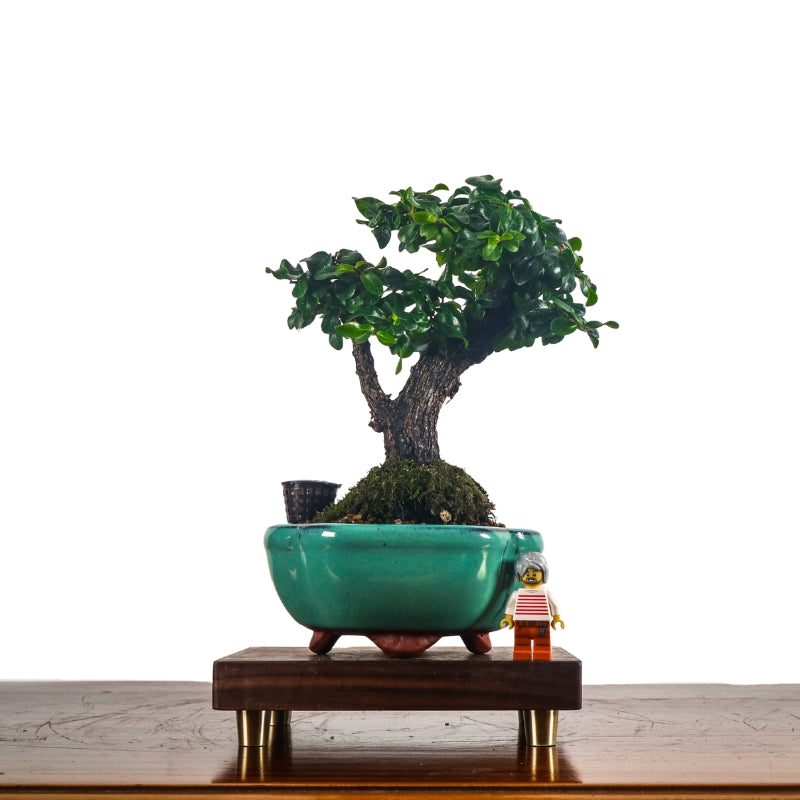 Ebony Blackwood Bonsai 黑金木