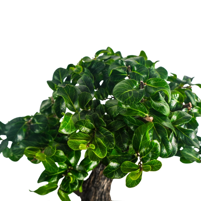 Ebony Blackwood Bonsai 黑金木