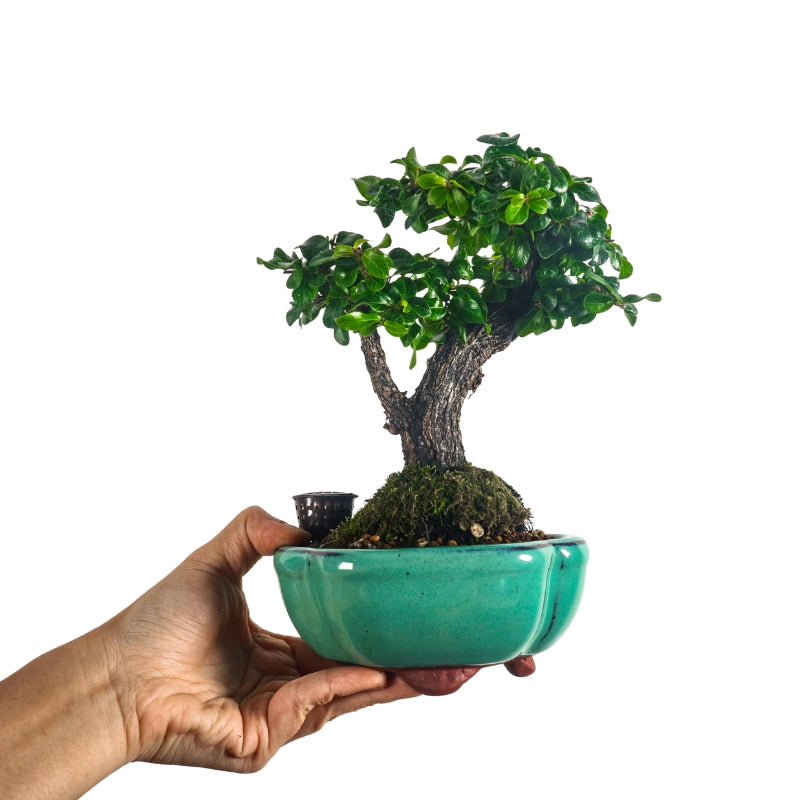 Ebony Blackwood Bonsai 黑金木