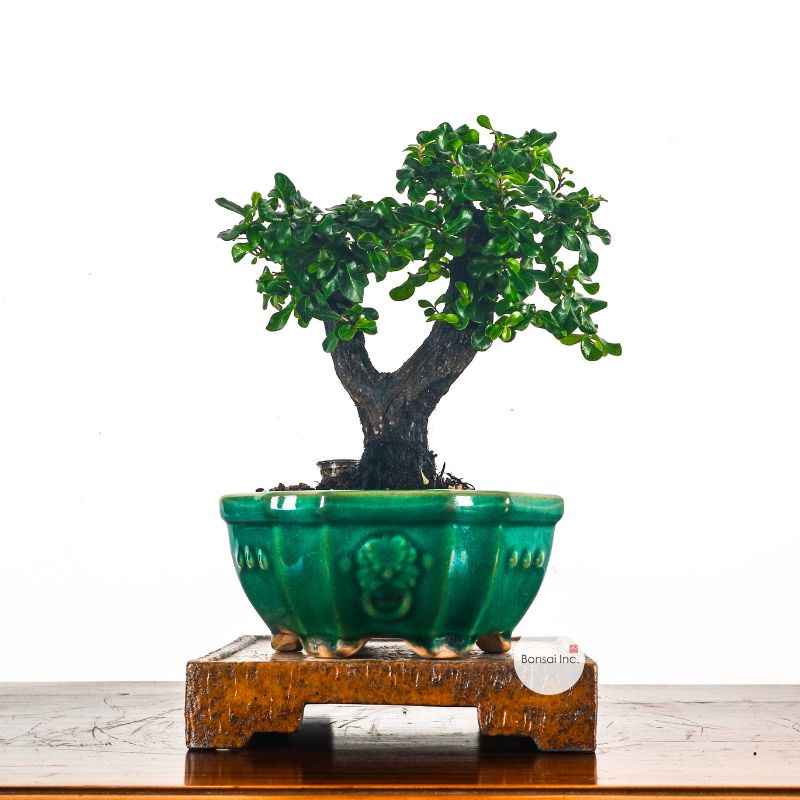Tropical Bonsai