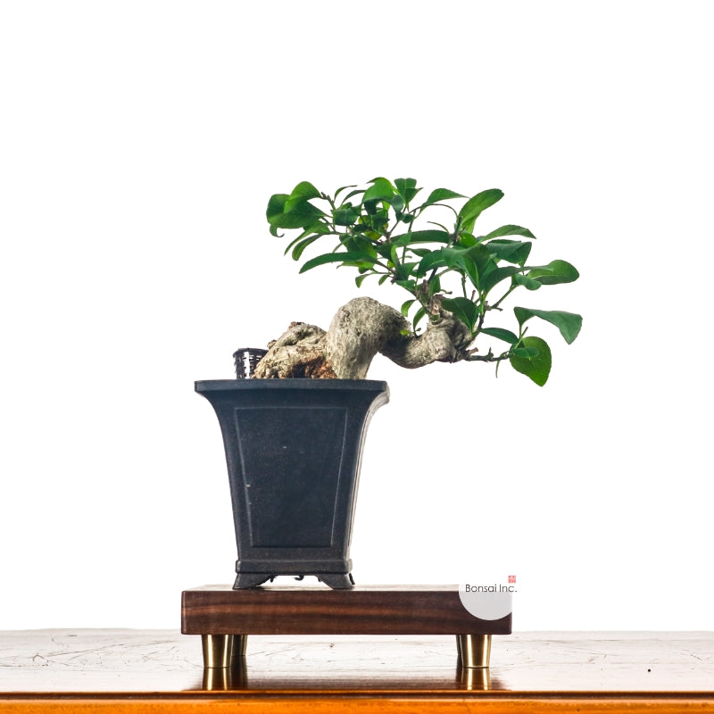 Mame (Small) Bonsai