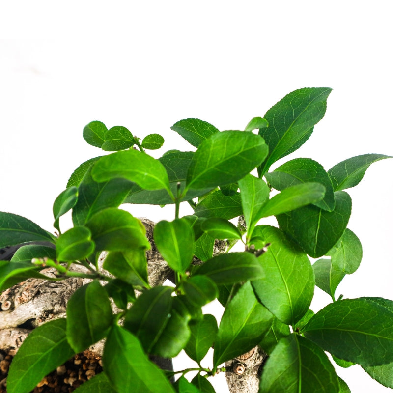 Euonymus Japonicus