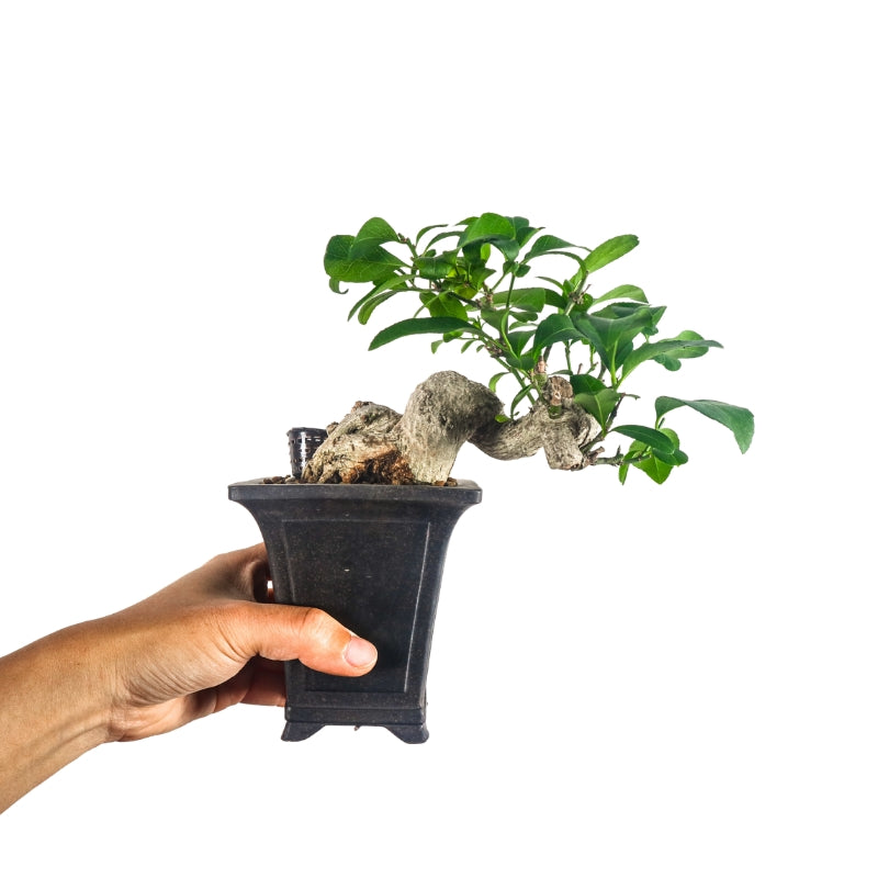 Euonymus Japonicus