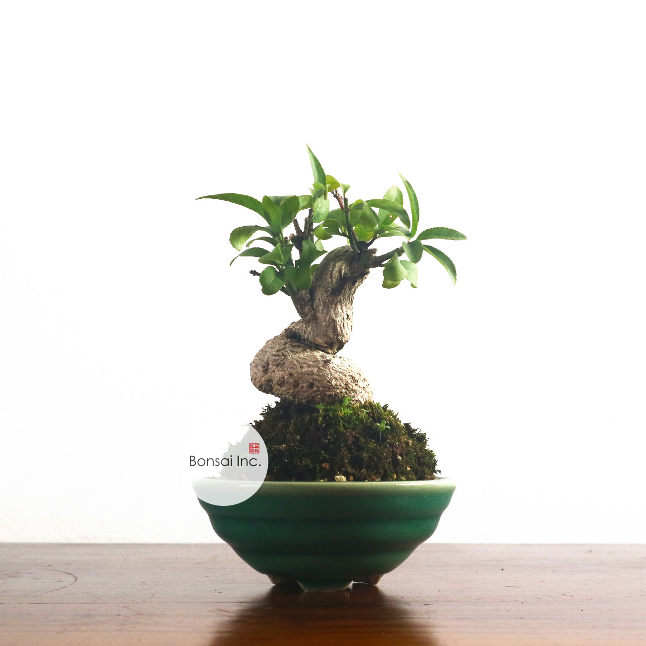 Tropical Bonsai