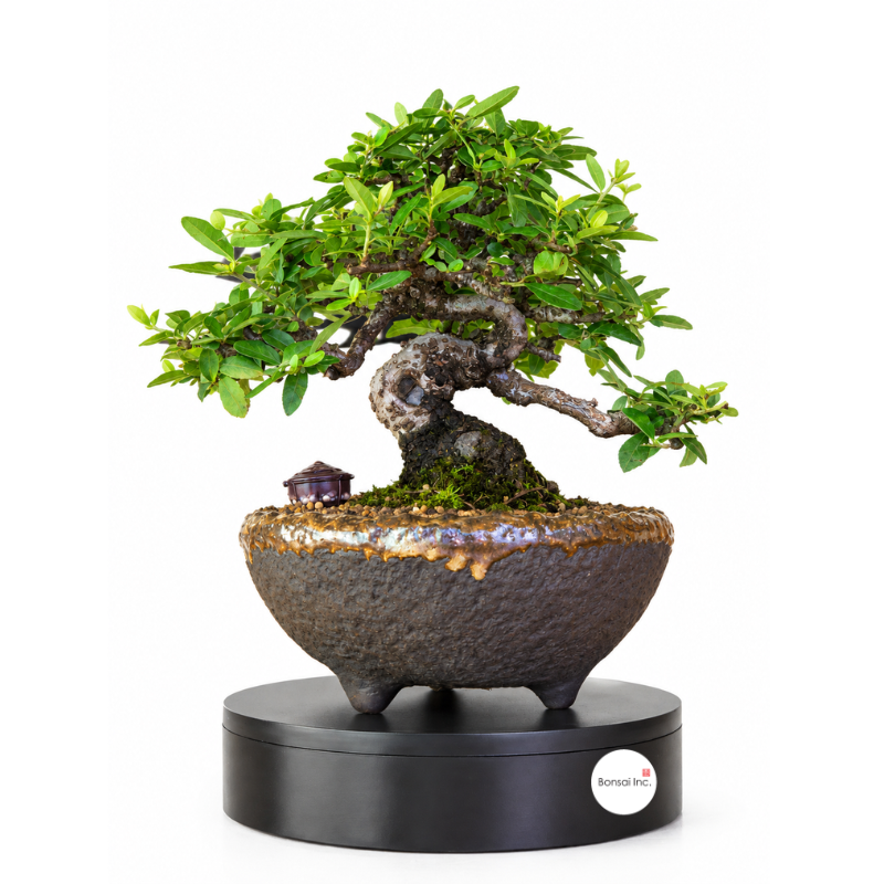 Other Japanese bonsai