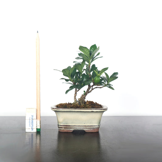 Gardenia jasminoides bonsai 栀子