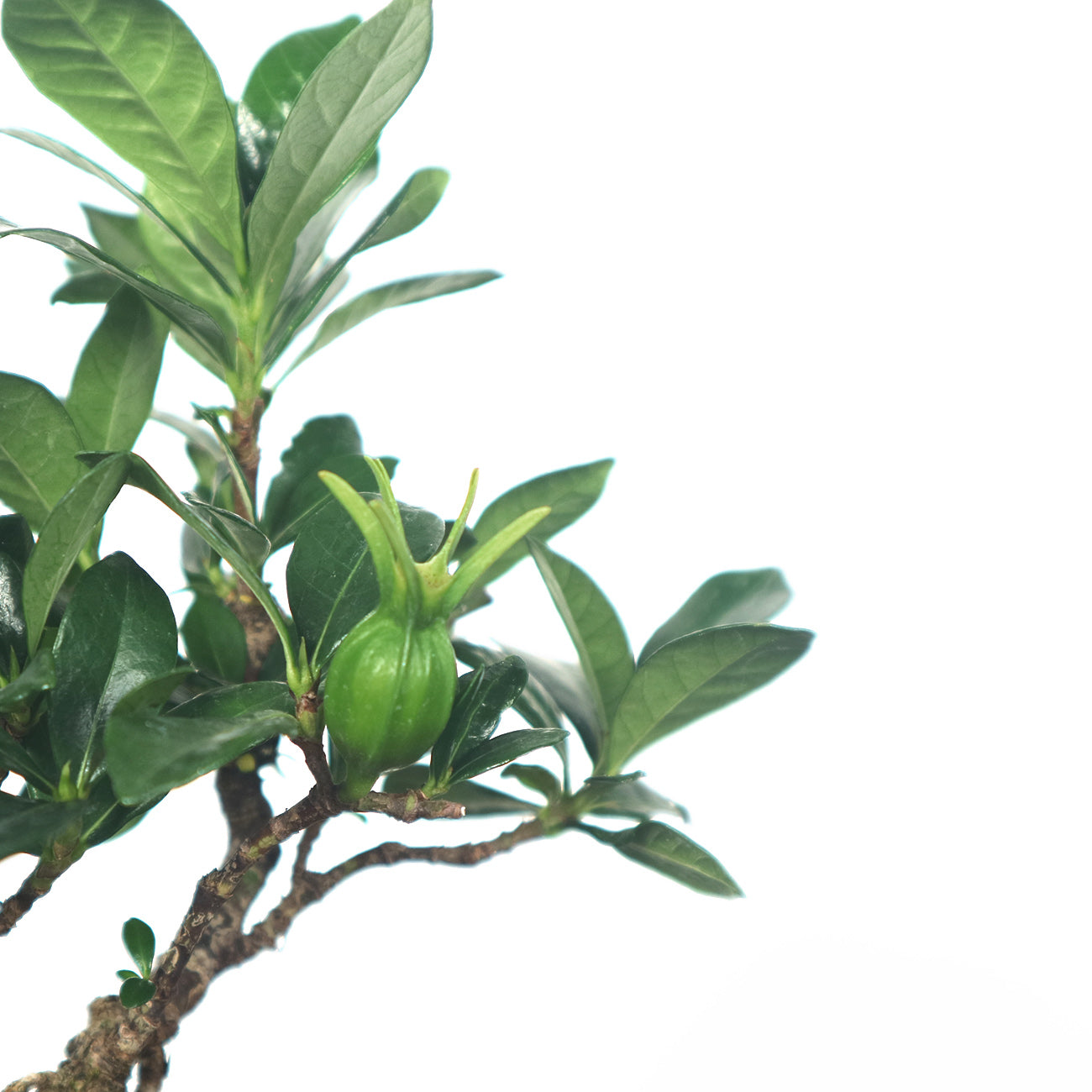 Gardenia jasminoides bonsai 栀子