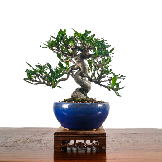Gardenia Jasminoides Bonsai 栀子