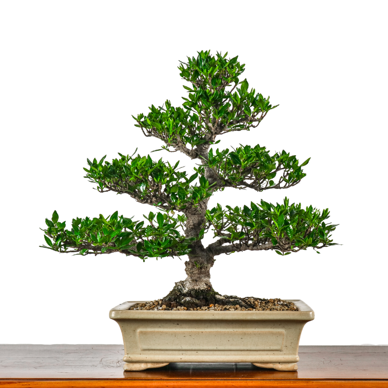 Gardenia Jasminoides Bonsai 栀子