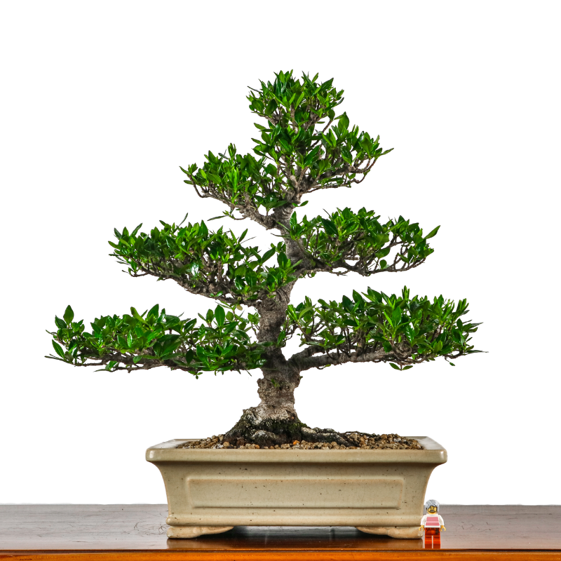 Gardenia Jasminoides Bonsai 栀子