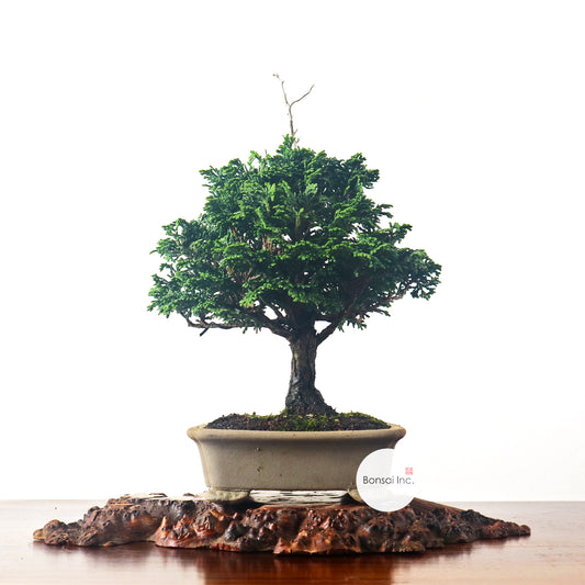 Japanese Cypress Hinoki Bonsai 日本桧树