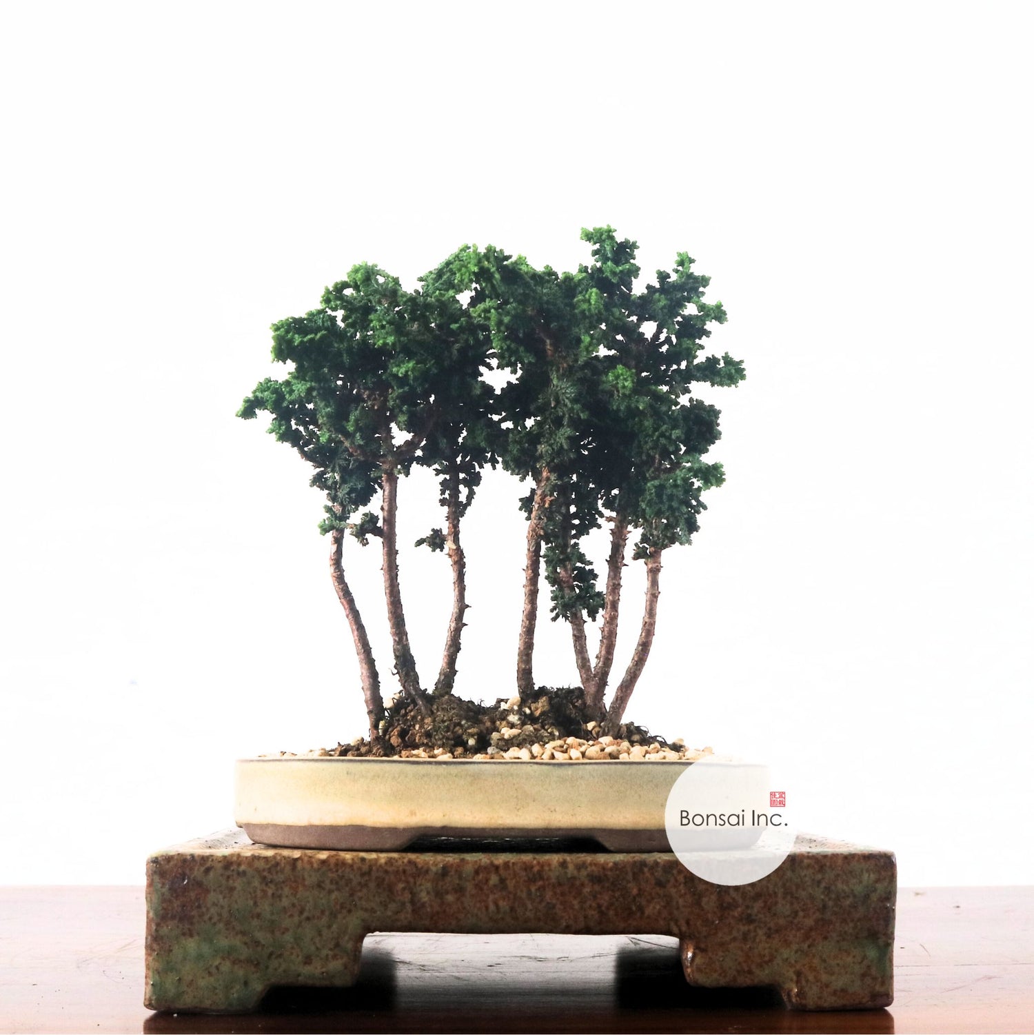 Japanese Bonsai