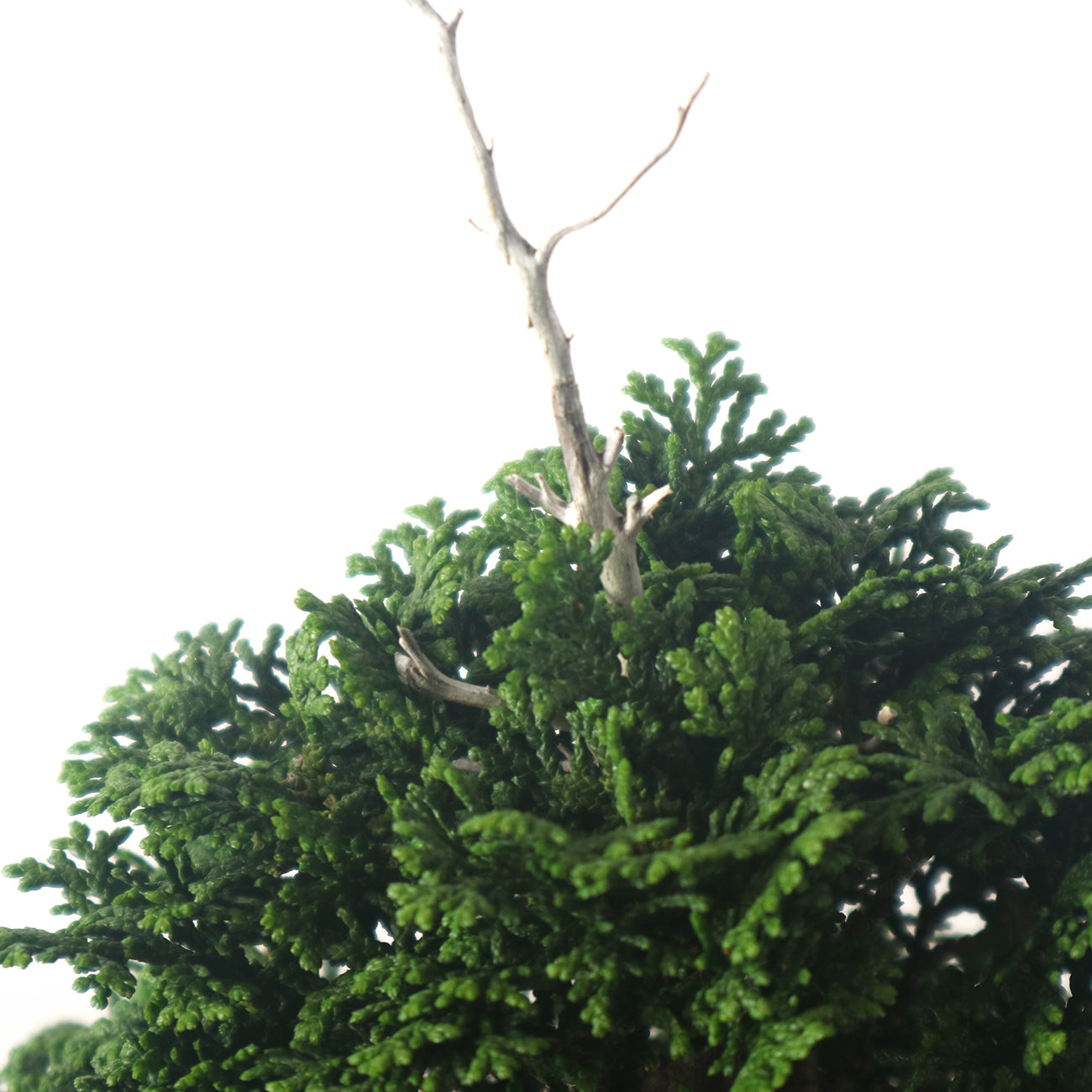 Japanese Cypress Hinoki Bonsai 日本桧树