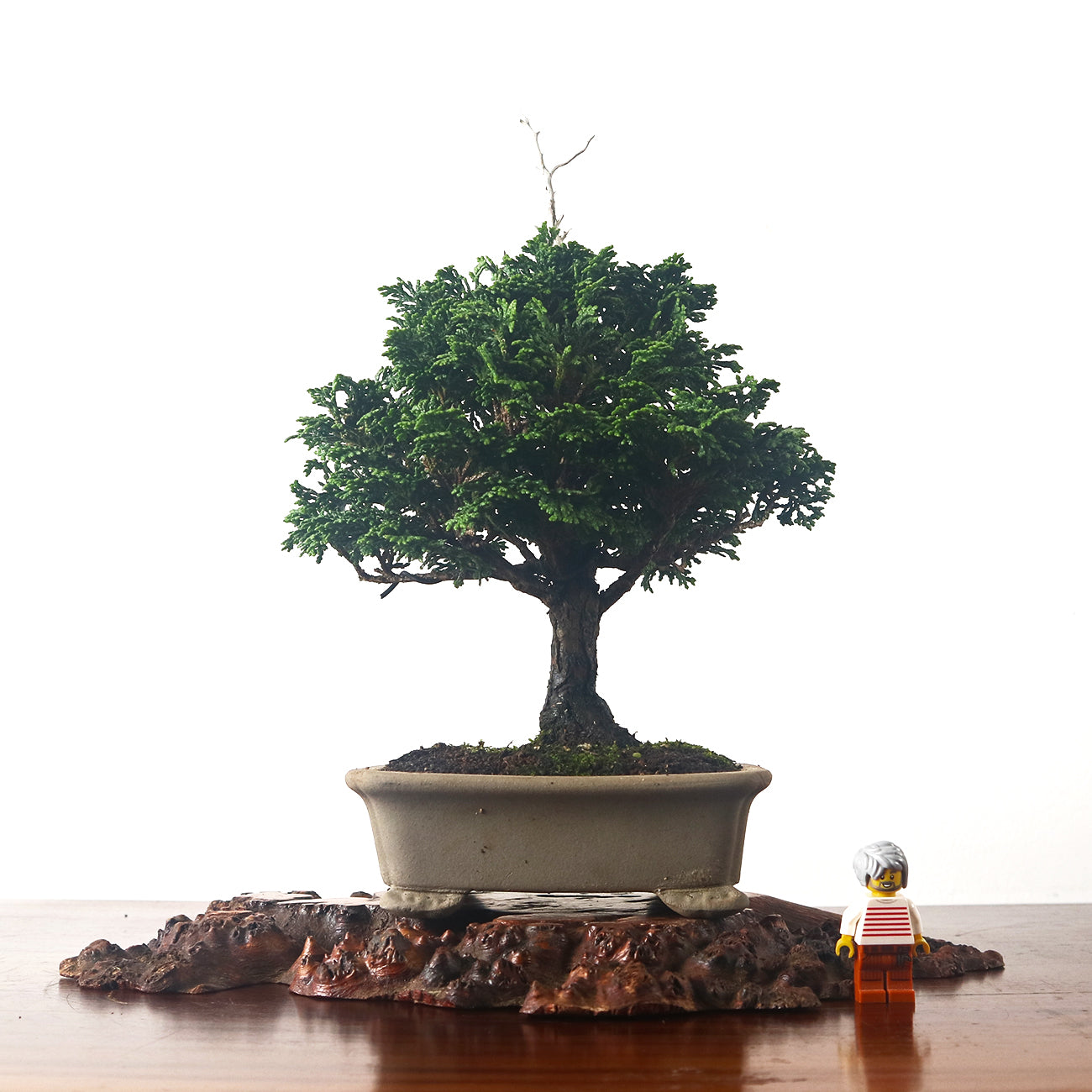 Japanese Cypress Hinoki Bonsai 日本桧树