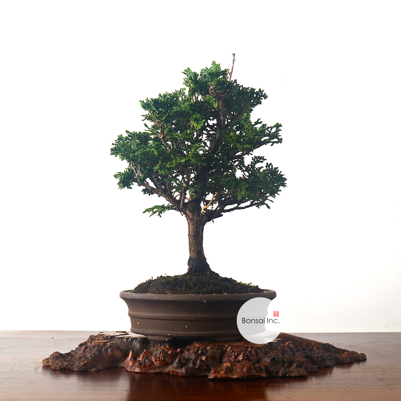 Japanese Cypress Hinoki Bonsai 日本桧树