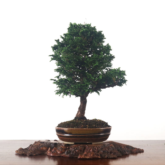 Japanese Cypress Hinoki Bonsai 日本桧树