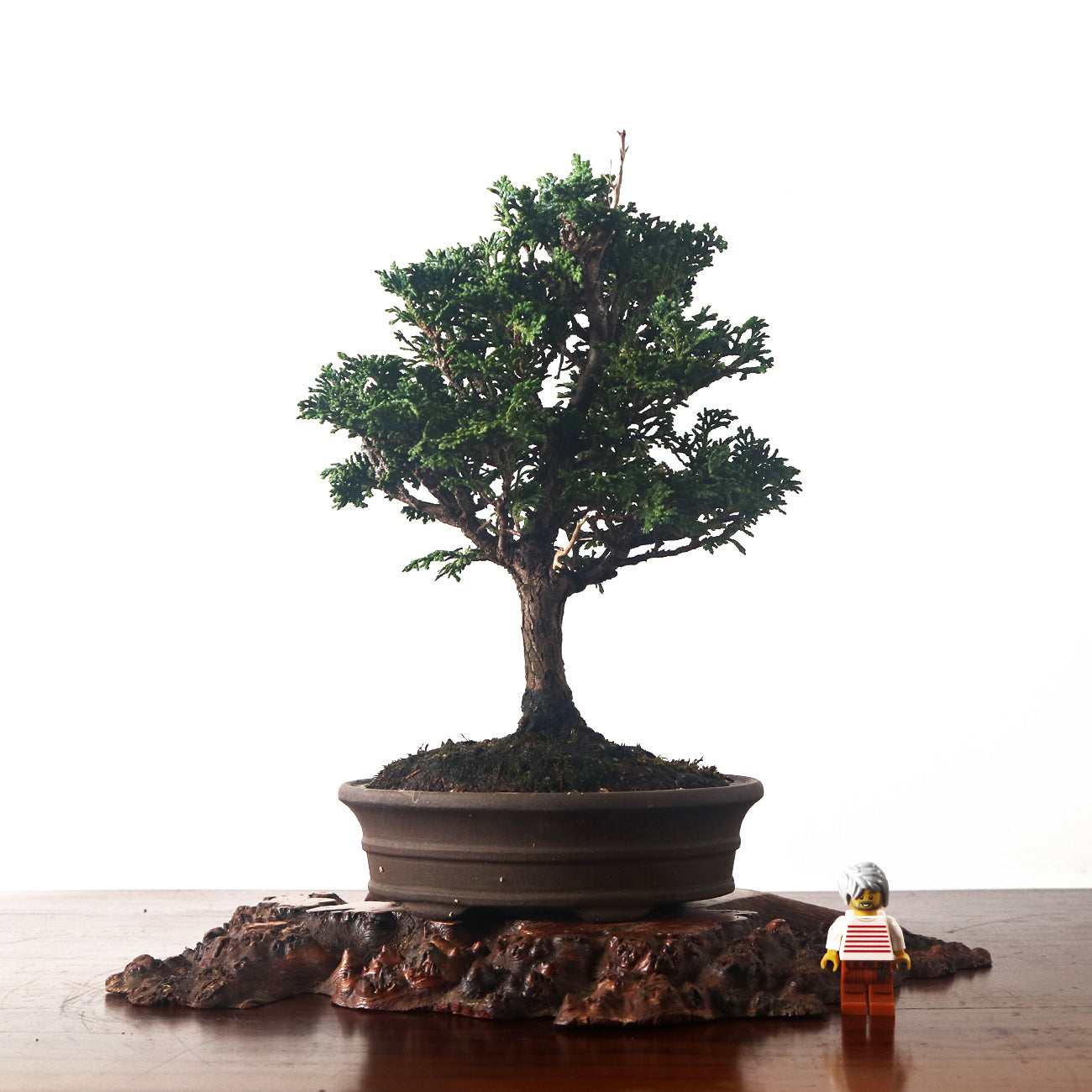 Japanese Cypress Hinoki Bonsai 日本桧树