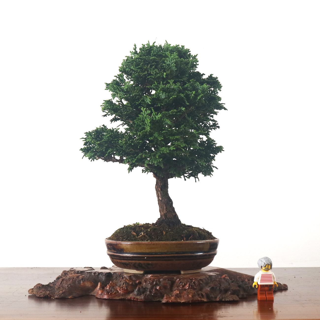 Japanese Cypress Hinoki Bonsai 日本桧树