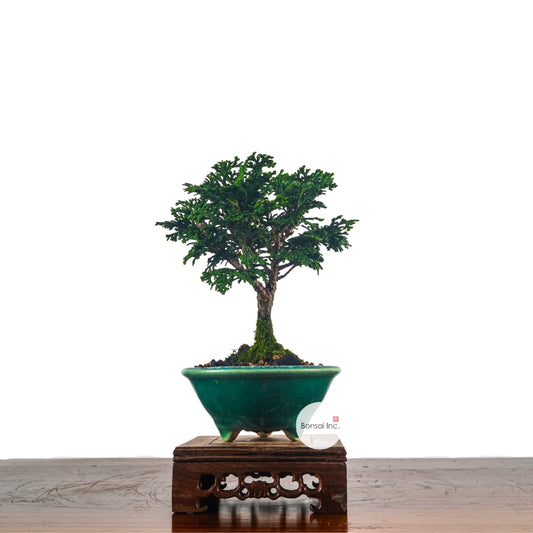 Japanese Cypress Hinoki Bonsai 日本桧树