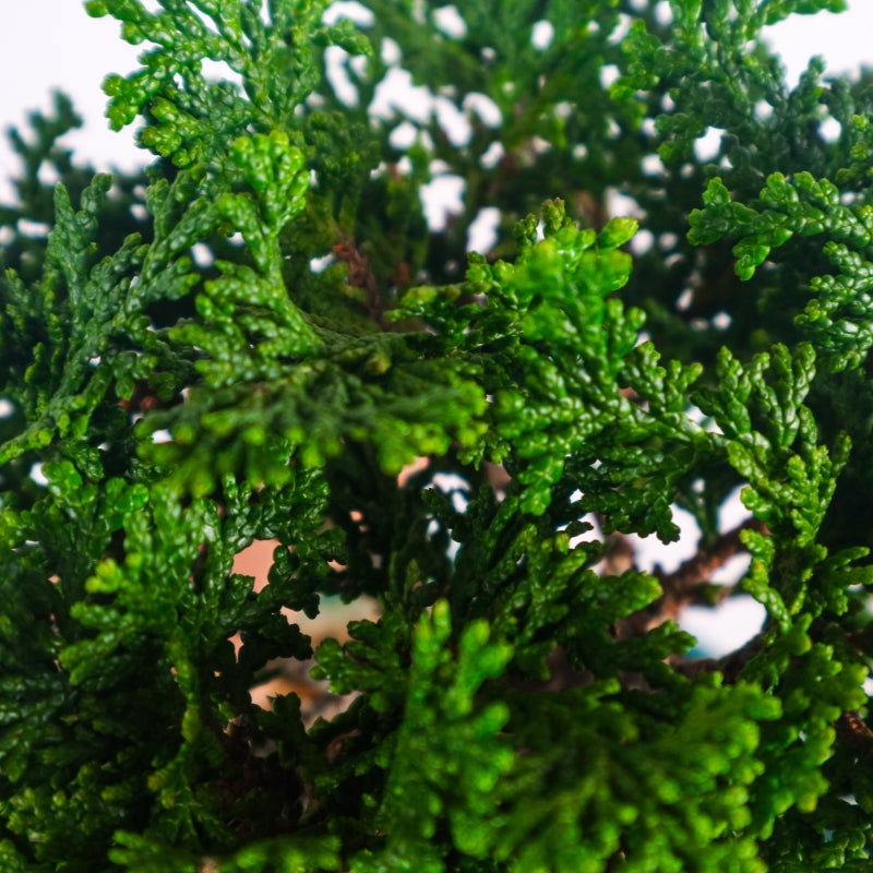 Japanese Cypress Hinoki Bonsai 日本桧树