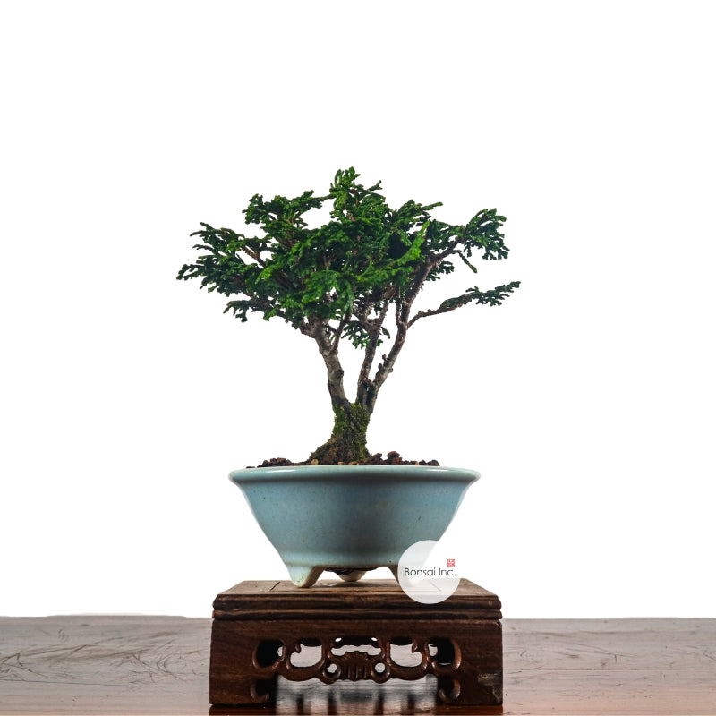 Japanese Cypress Hinoki Bonsai 日本桧树