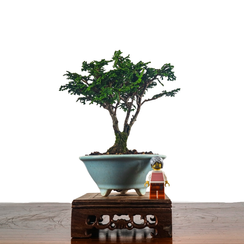 Japanese Cypress Hinoki Bonsai 日本桧树