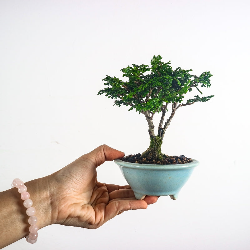 Japanese Cypress Hinoki Bonsai 日本桧树