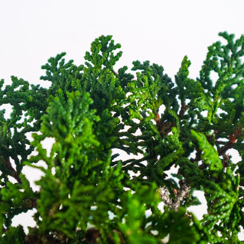 Japanese Cypress Hinoki Bonsai 日本桧树