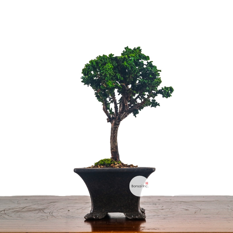 Japanese Cypress Hinoki Bonsai 日本桧树