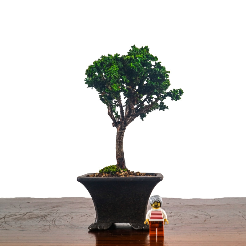 Japanese Cypress Hinoki Bonsai 日本桧树